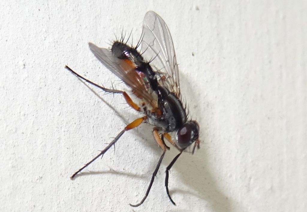 Eriothrix rufomaculatus - Tachinidae